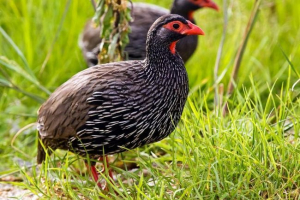 Redogor turak - jebeni oprezni papiri Redogor turak - jebeni oprezni papiri